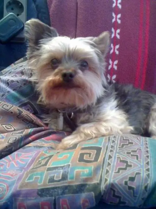 Image from Timmy             o7.o3.1996- 13.12.2oo8