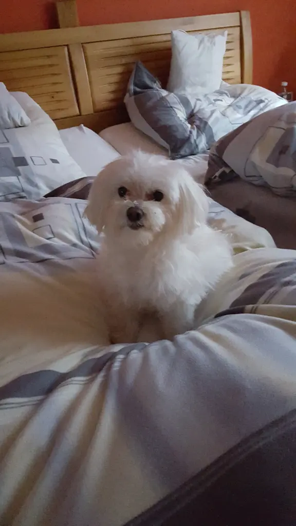 Image from Gismo