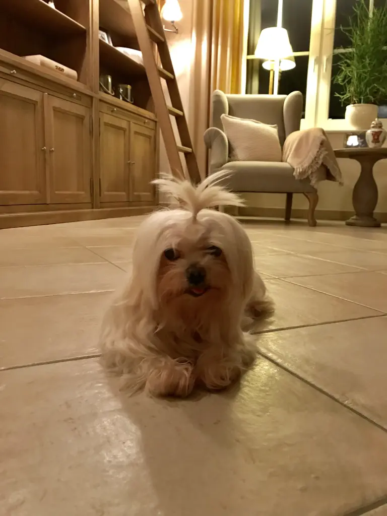 Image from Ännie