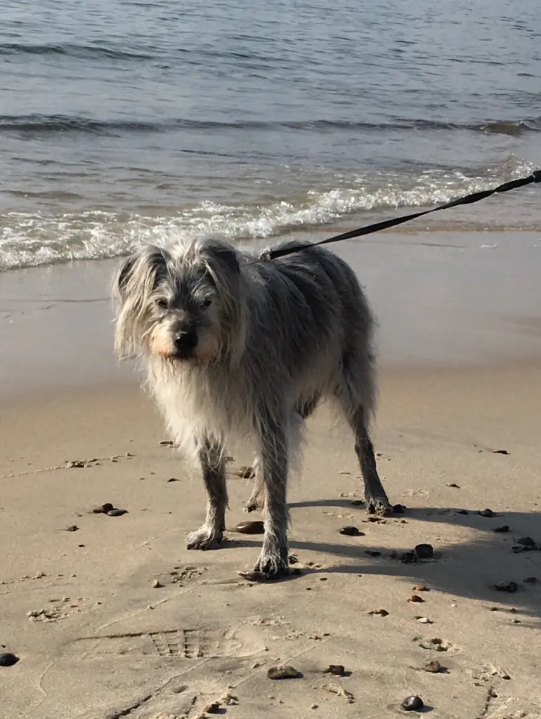 Andachtsbild von Birgit mit Woody im Herzen 