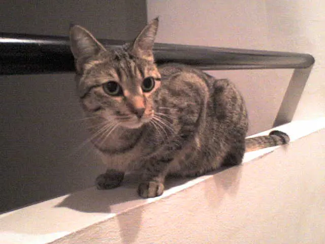 Image from Brownie