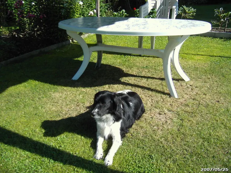 Andachtsbild von Brigitte mit Nelly, Benny und Axel im Herzen