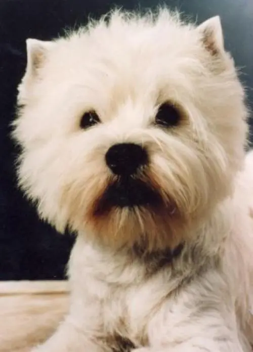 Bild von Junior - Hanky-Panky v.d. Riesenstein