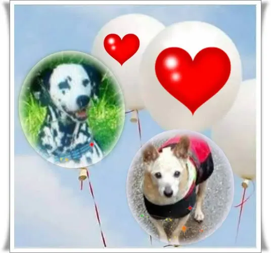 Condolence image of Michaela mit Nicko und Ariane ganz tief im ❤