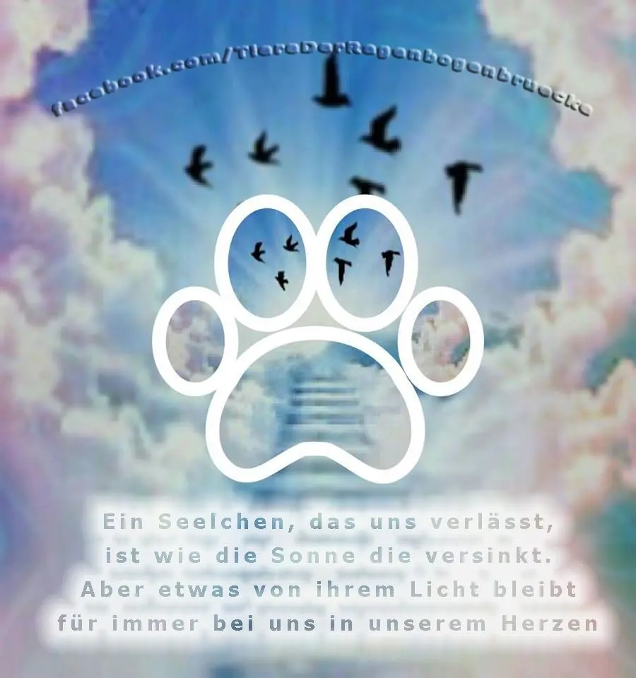 Condolence image of Für Sternchen Olli 