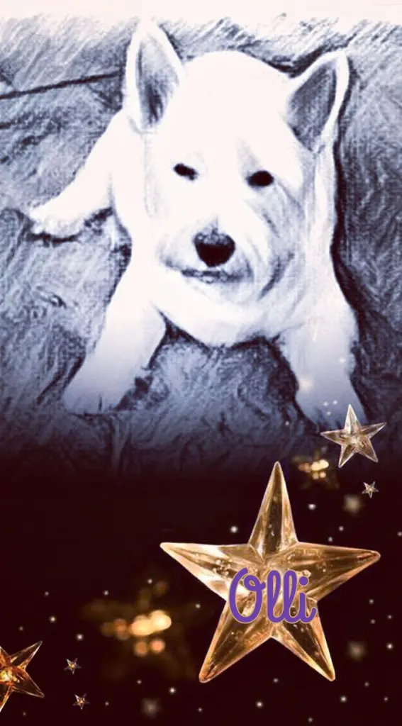 Condolence image of Für Olli Sternchen ✨✨✨