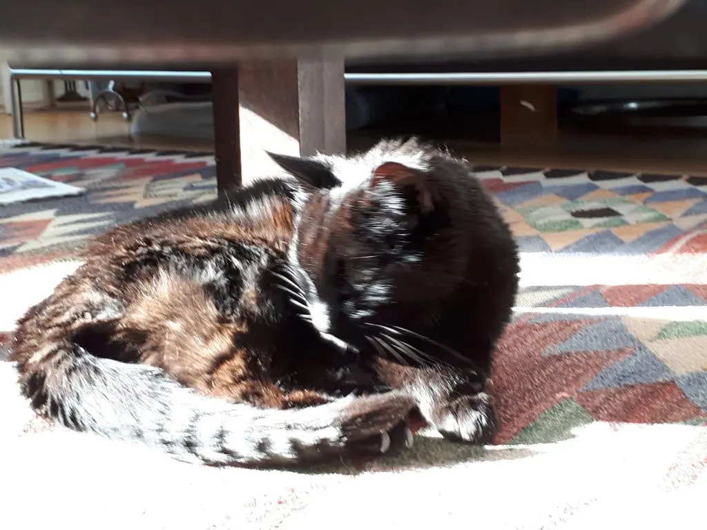 Andachtsbild von Marcel