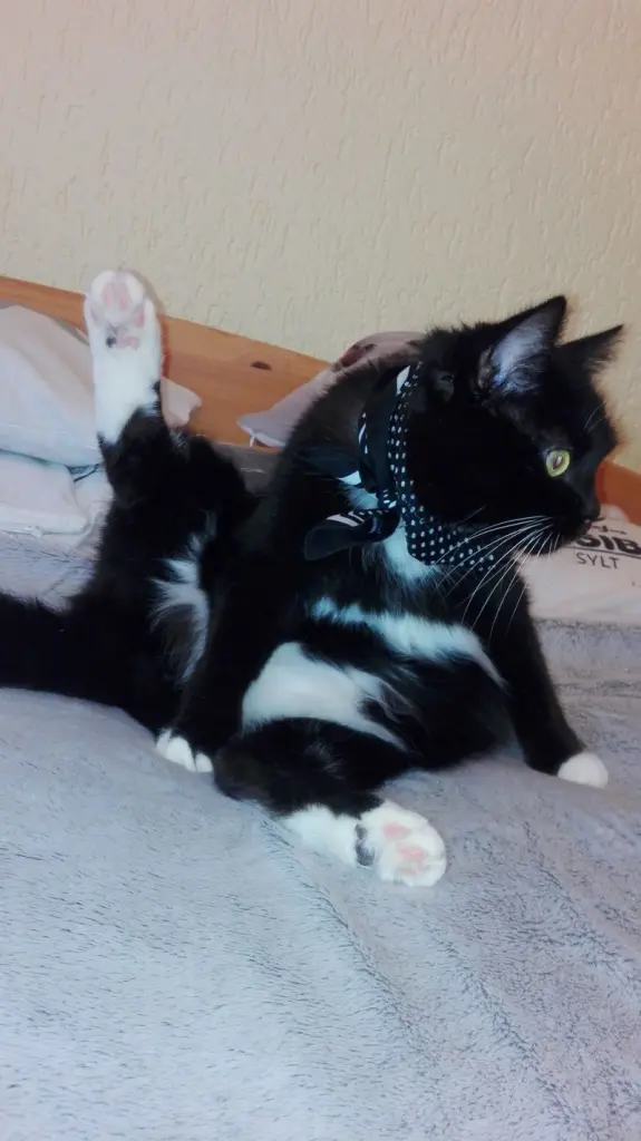Andachtsbild von Petra