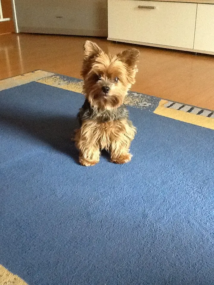 Image from Dipsy