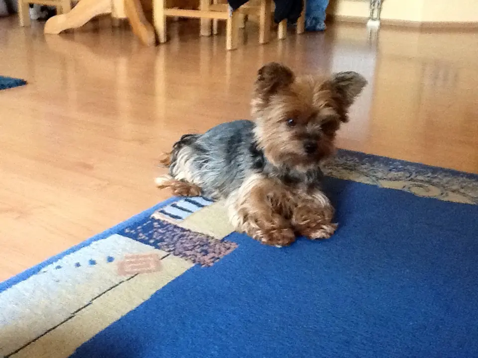Image from Dipsy