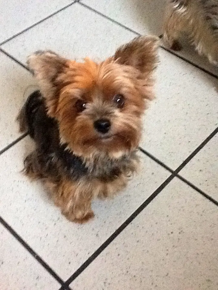 Image from Dipsy