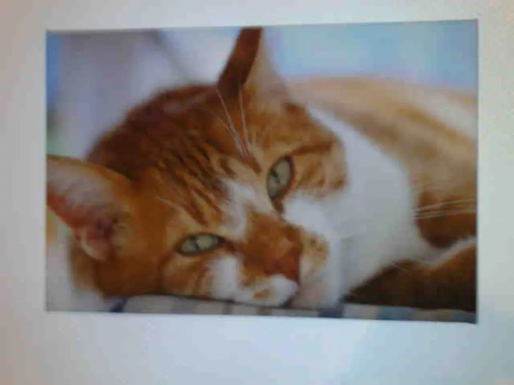 Image from Garfield