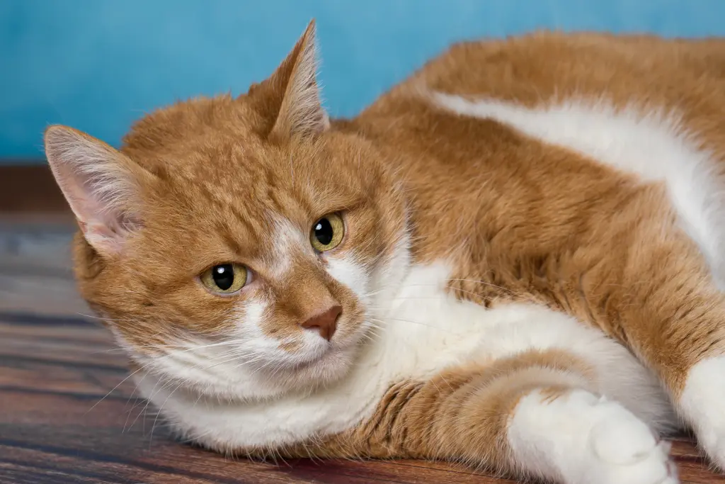 Image from Garfield