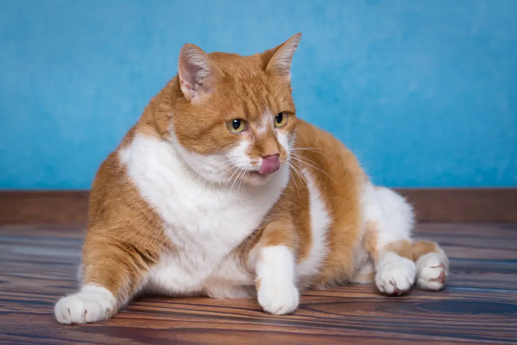 Image from Garfield