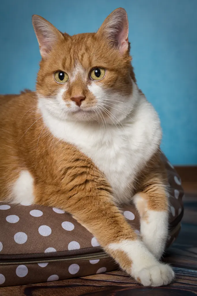 Image from Garfield