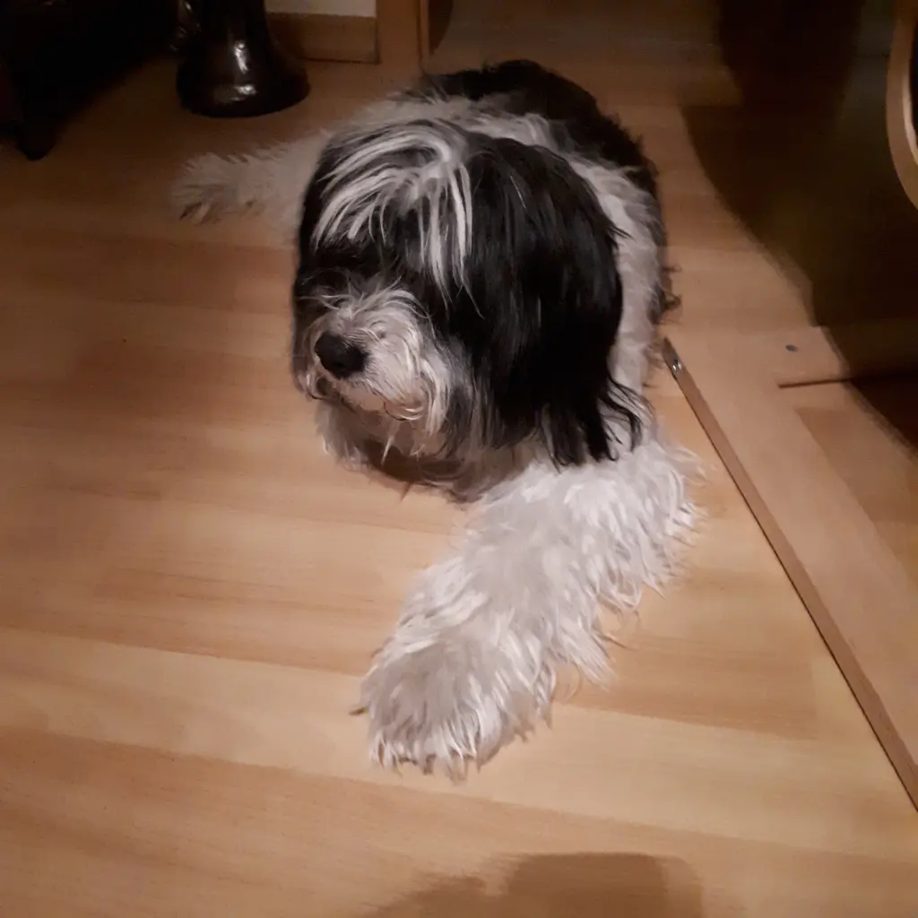 Condolence image of Christine mit Lucky im Herzen