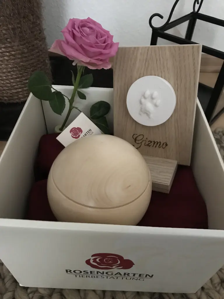 Image from Gizmo