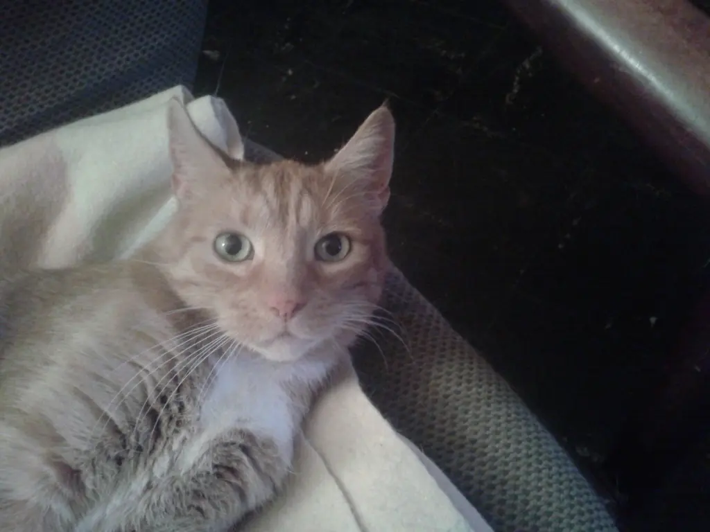 Image from Tiger