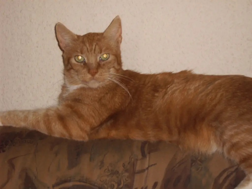 Image from Tiger