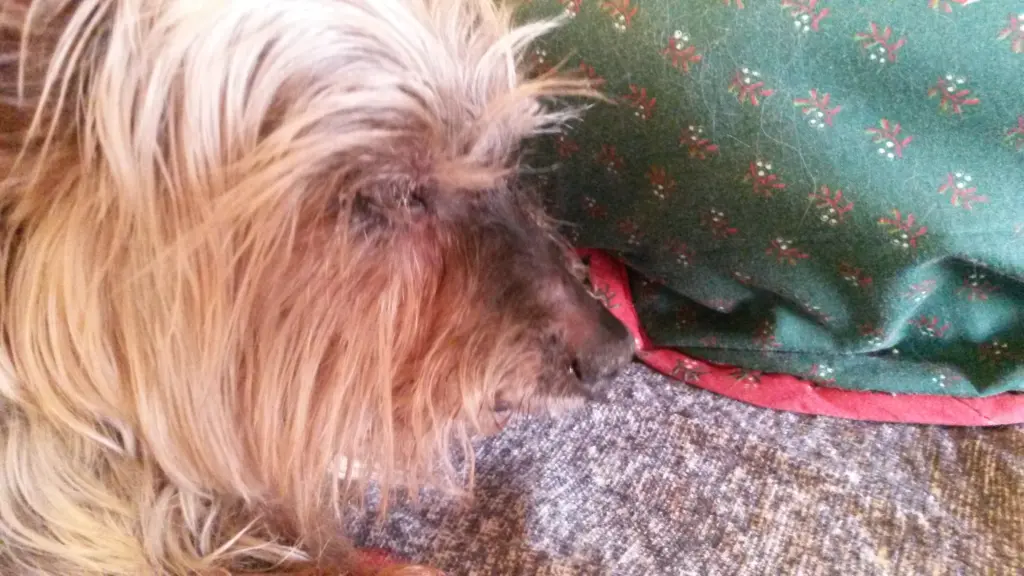 Andachtsbild von Unbekannt