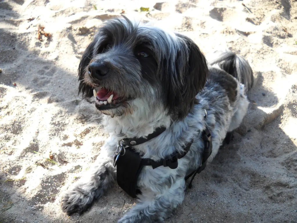 Andachtsbild von Sigrid