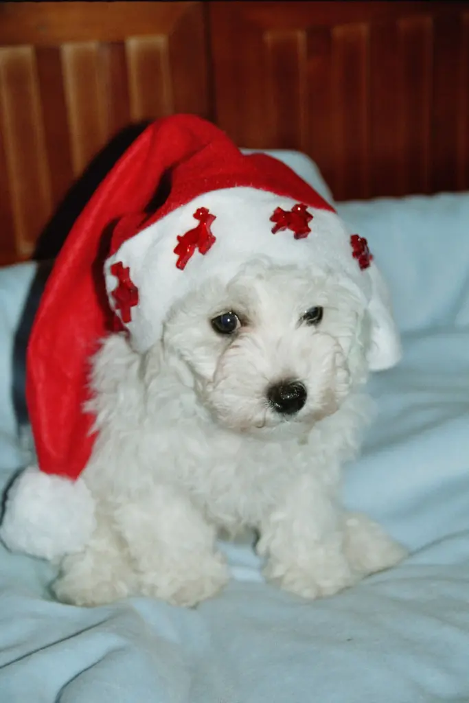 Andachtsbild von  Dulce mit Dir Nino tief im Herzen ❤