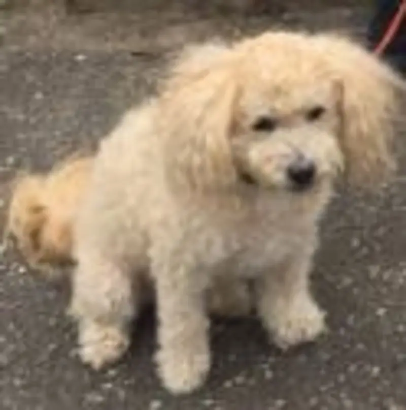 Andachtsbild von Claudia mit ♥ Bobby ♥ im Herzen ♥