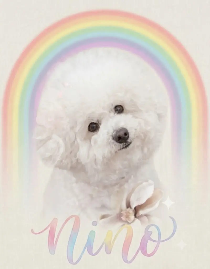 Condolence image of Nino's 7.✨Jahresgedenken