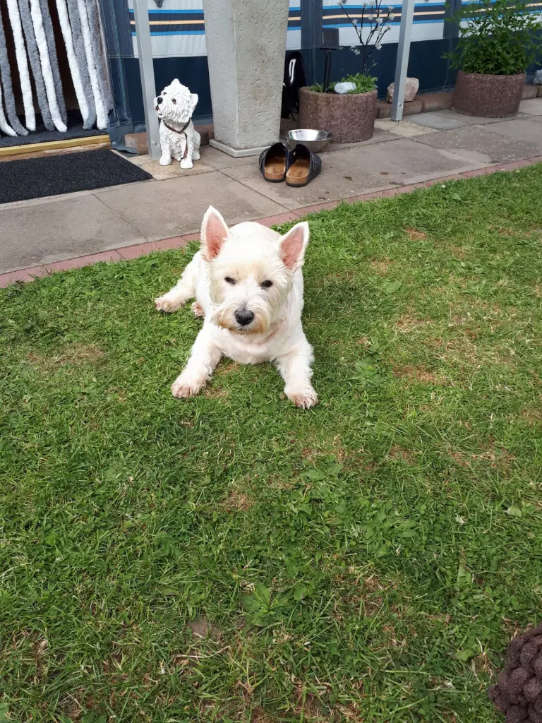 Andachtsbild von Verena mit Olli tief im Herzen ♥️ 29.06.2019⭐️