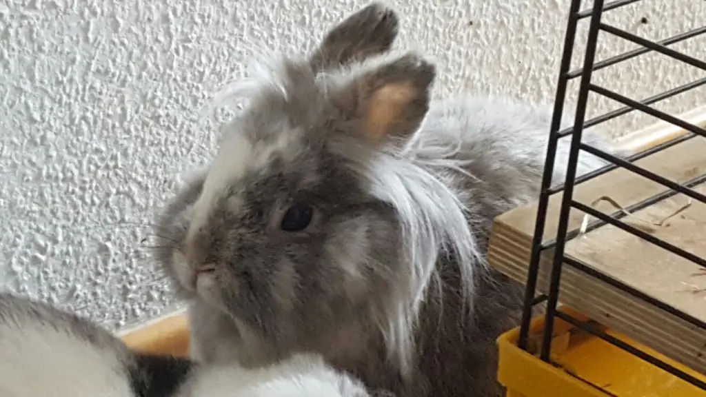 Image from Kitty