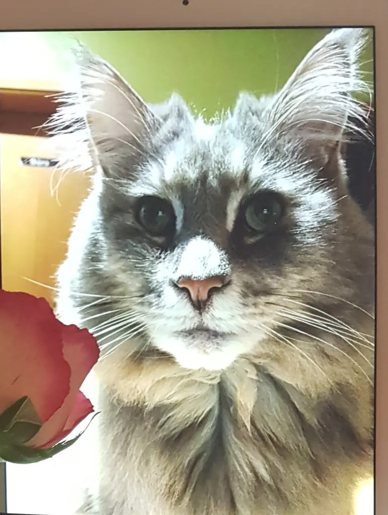 Condolence image of Brigitta mit Sam