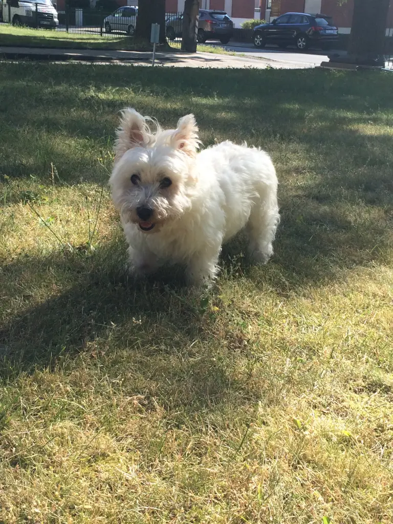 Image from Trixi