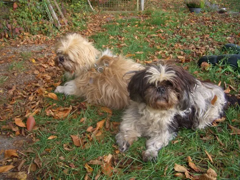 Condolence image of sabina mit sharky und Maitlyn im Herzen