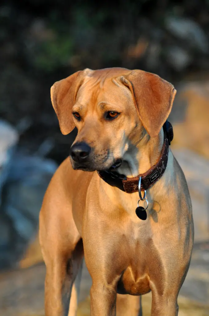 Image from Caaya