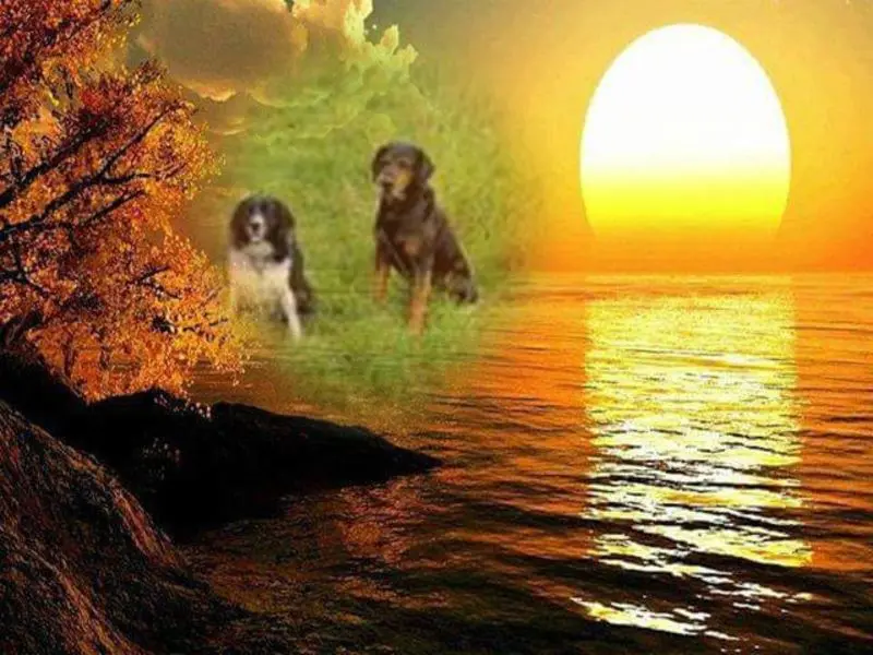 Condolence image of Brigitte mit Nelly, Benny und Axel im Herzen