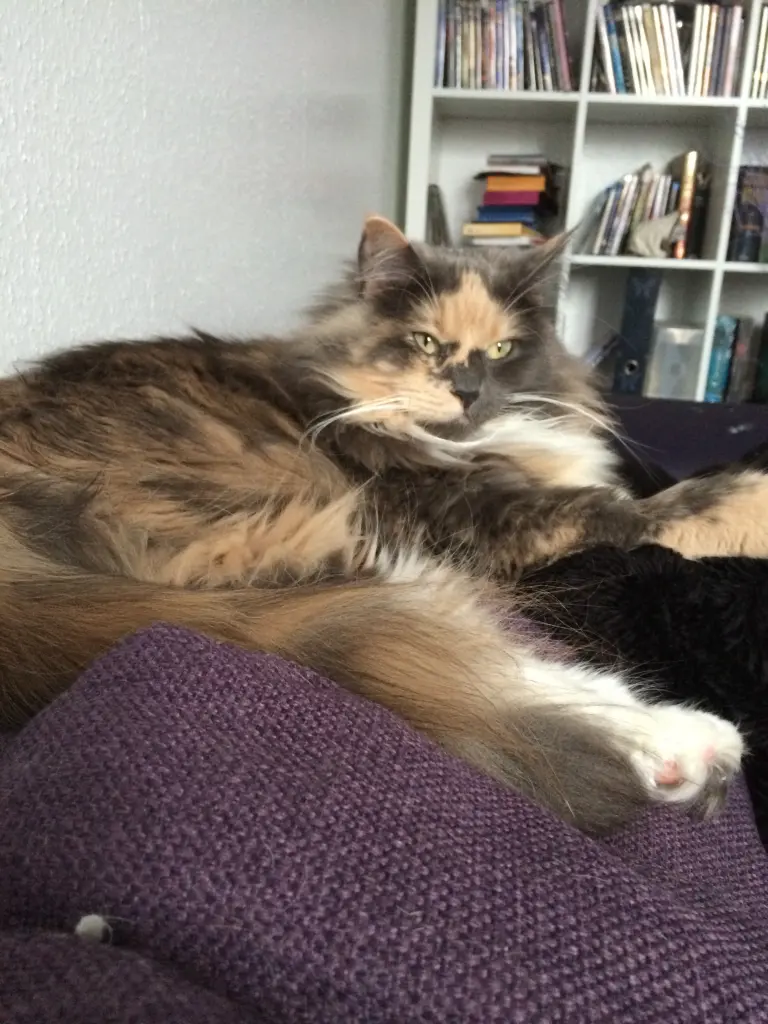 Image from Tiana
