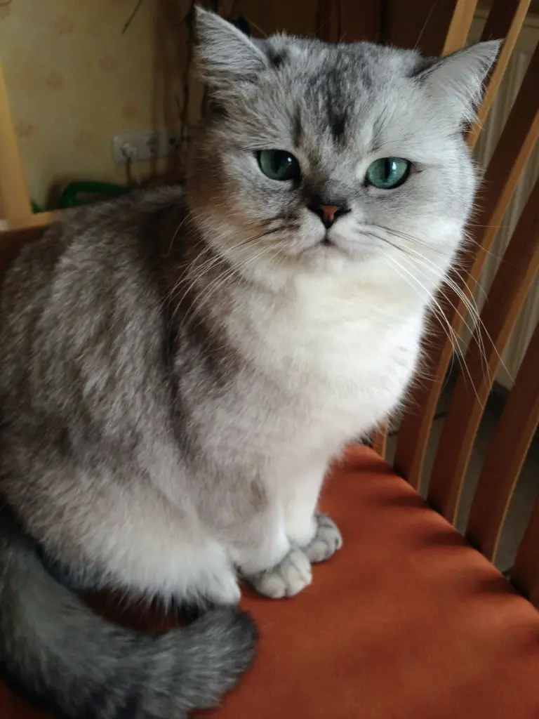 Image from Gismo