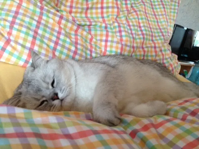 Image from Gismo