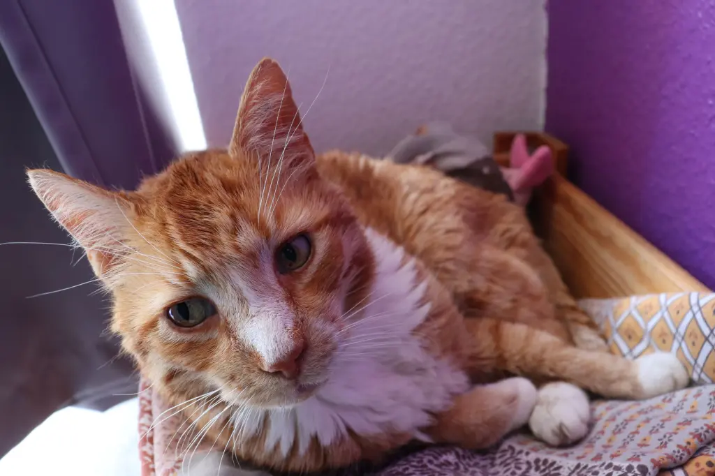 Condolence image of Saskia