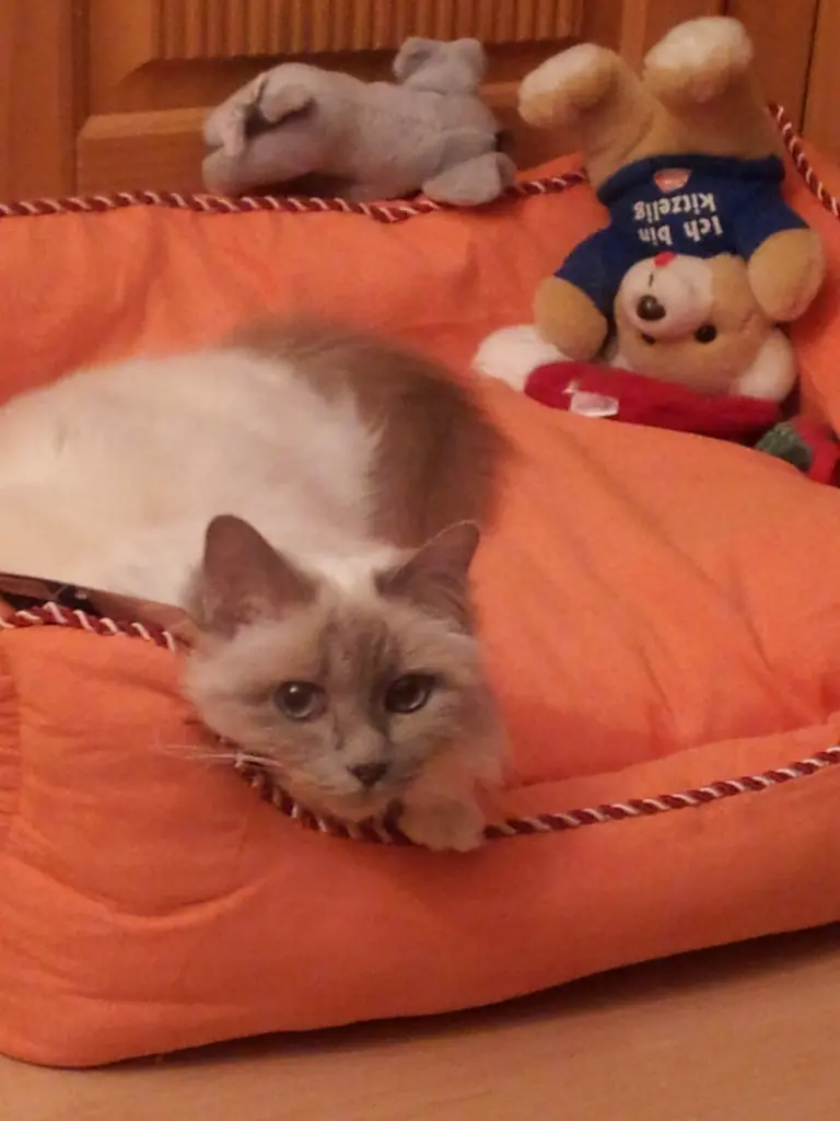 Image from Maja