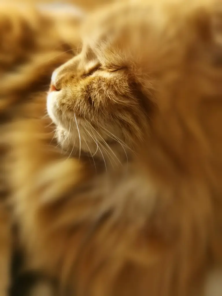 Image from FireFox