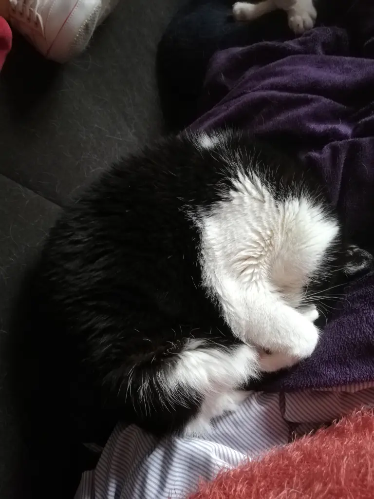 Image from Jana