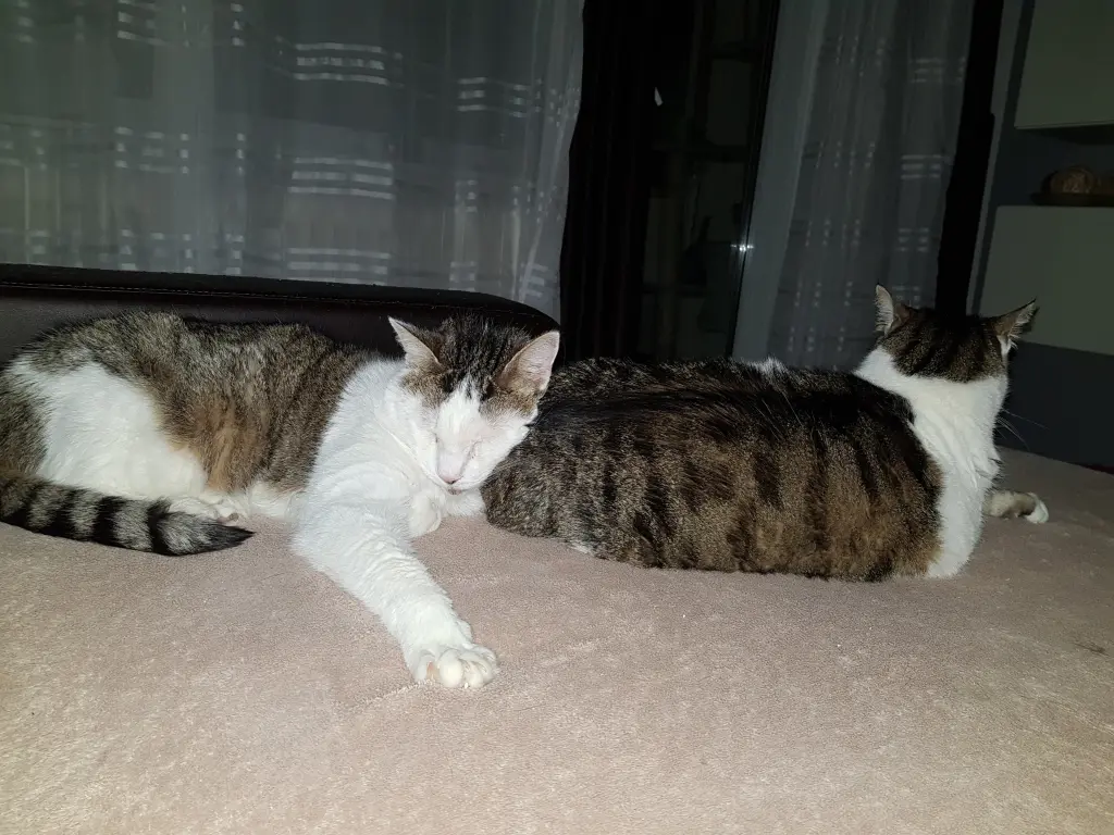 Image from Tiger