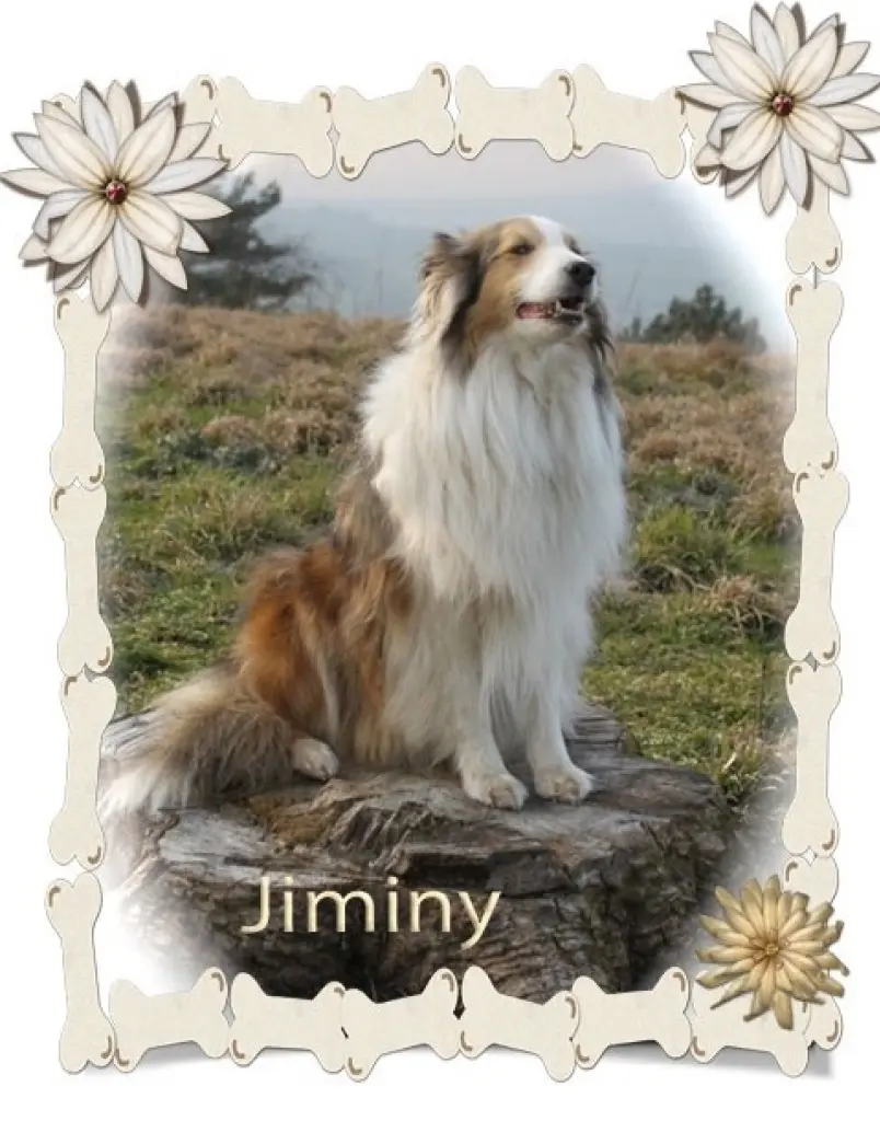 Image from Jiminy
