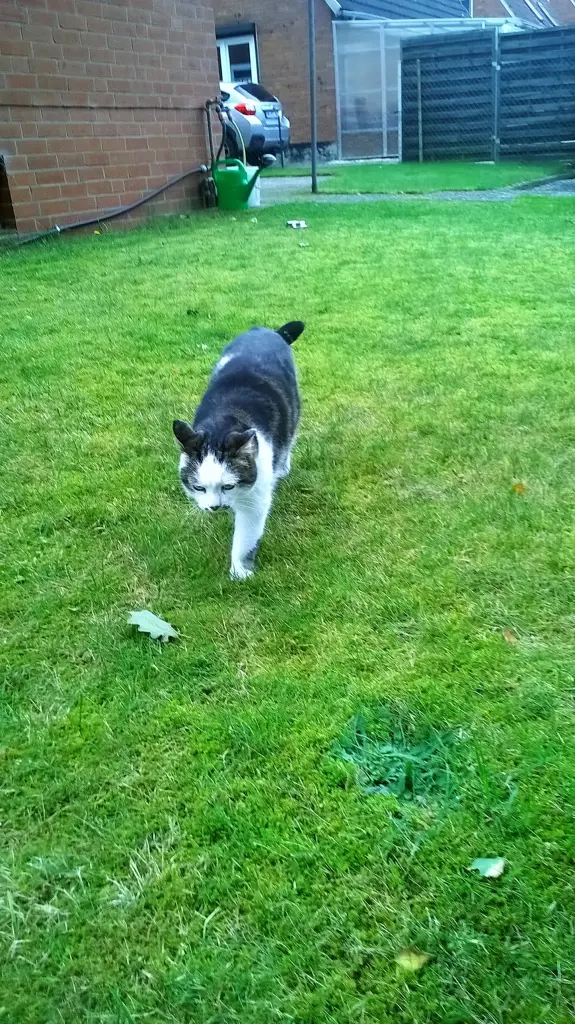 Image from Nikita