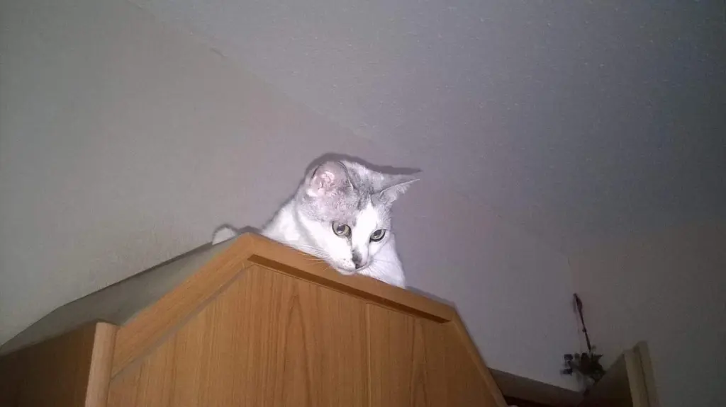 Condolence image of Sigrid