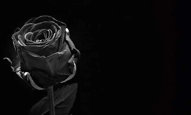 Condolence image of Sigrid