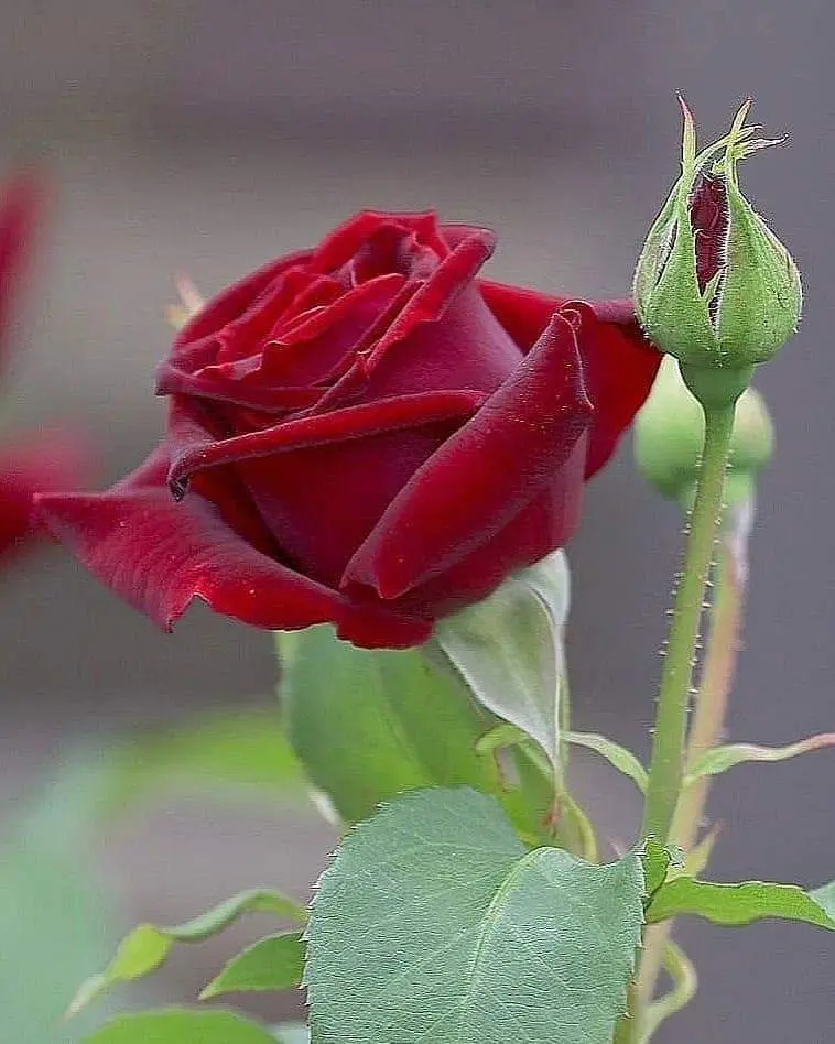 Condolence image of Sigrid