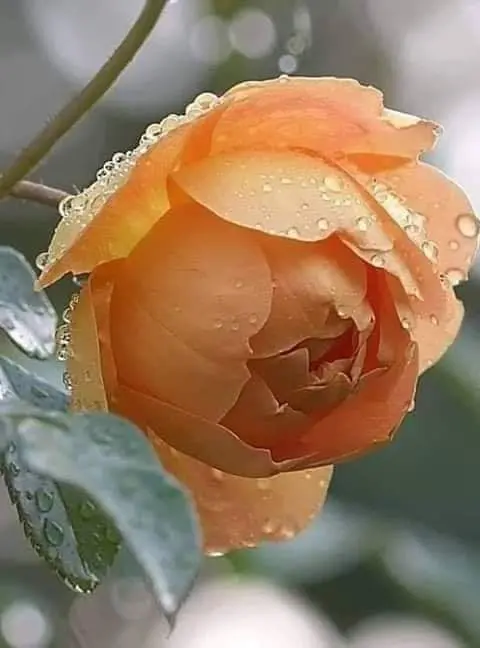 Condolence image of Sigrid