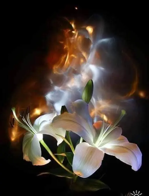 Condolence image of Sigrid